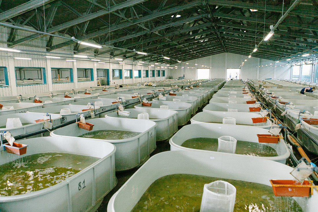 Бассейны, в которых выращивают молодь осетра на Абалакском экспериментальном рыборазводном заводе ФГБУ "Главрыбвод"