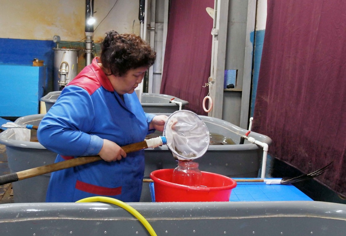 Рыбовод Чернышевского рыбоводного завода ведёт учет личинок пеляди